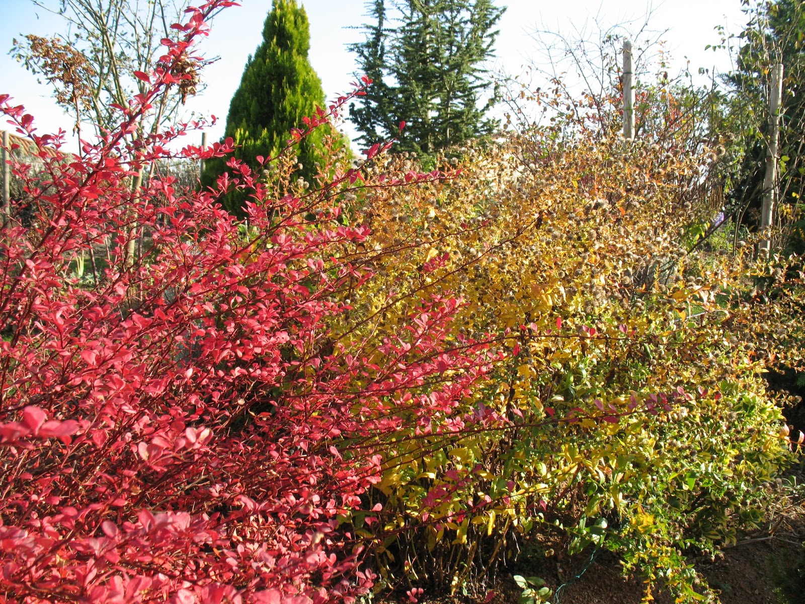 Epine Vinette De Thunberg Pourpre Berberis Thunbergii