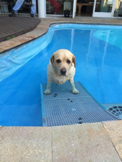 rampa para piscinas para cães rampa para piscinas para cães