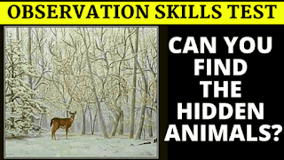 Can you find the hidden animals?