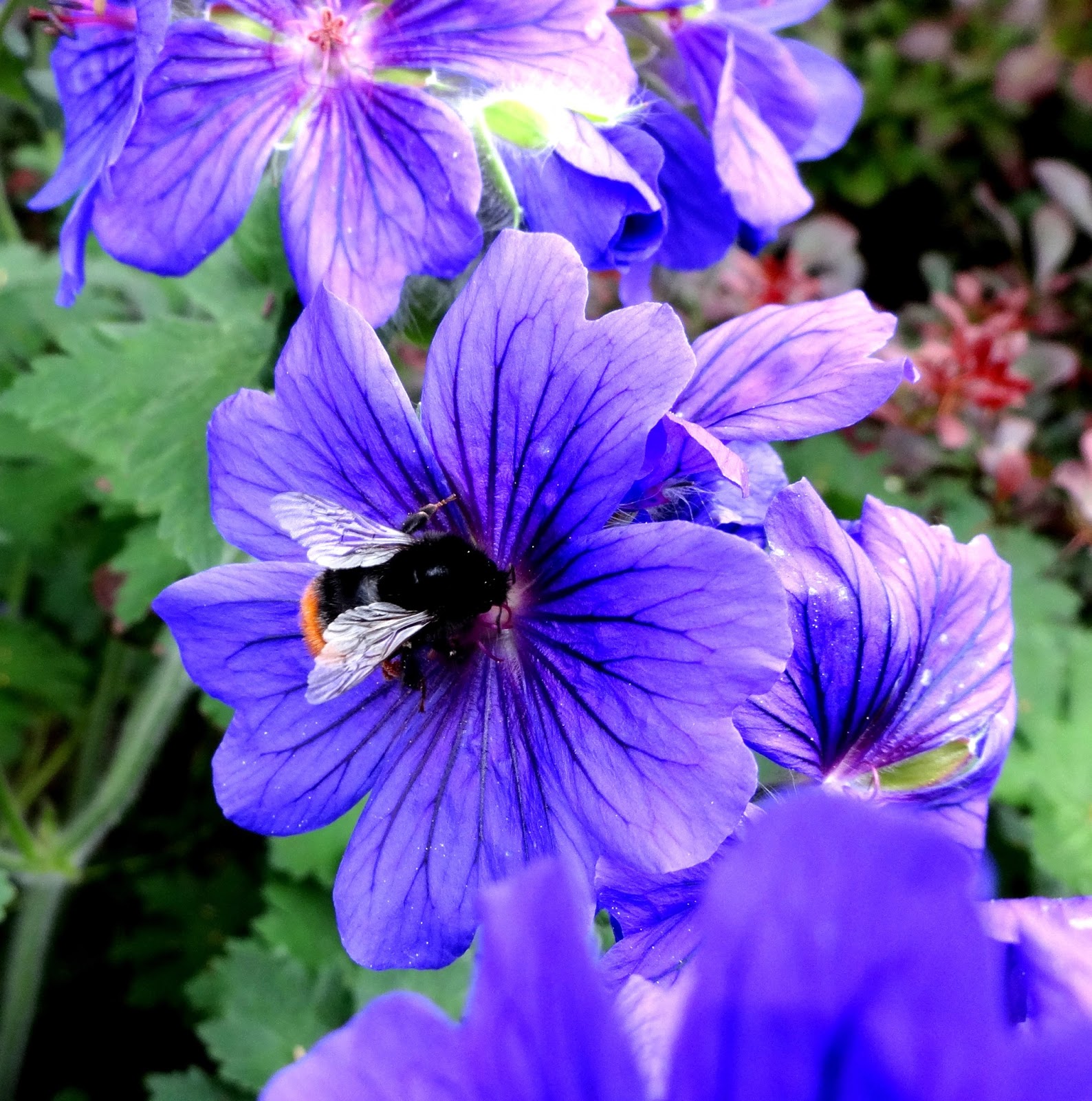 ashokism... Flowers of London...