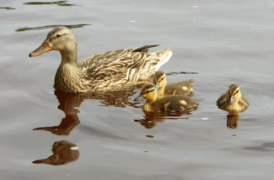 mallard(canards colverts)