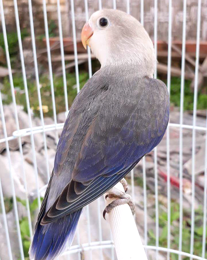 Inilah 5 Jenis Lovebird Termahal di Indonesia ( dari Warnanya ) - LOVEBIRD  MANIA