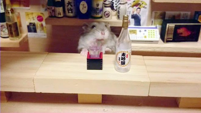Un chouette restaurant japonais tenu par des petits hamsters  Un%2Brestaurant%2Btenu%2Bpar%2Bdes%2Bhamsters%2Bphoto%2B19
