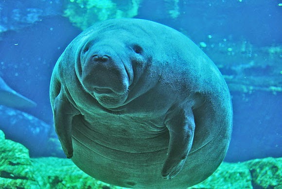 800px-manatemar_10