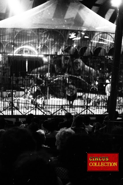 les lions du cirque Pinder  dans la cage centrale pendant le spectacle du cirque Pinder 