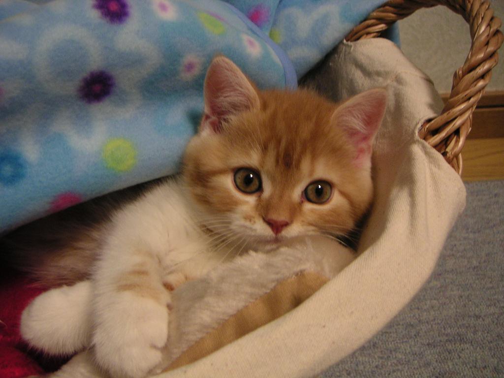 Cutest Kitten ever | Cute Cats