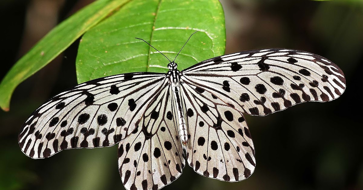 Butterflies of Singapore Black and White