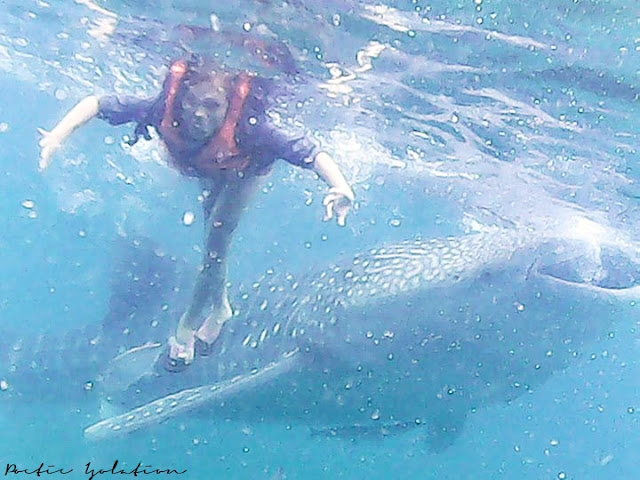 whale shark watching Oslob Cebu