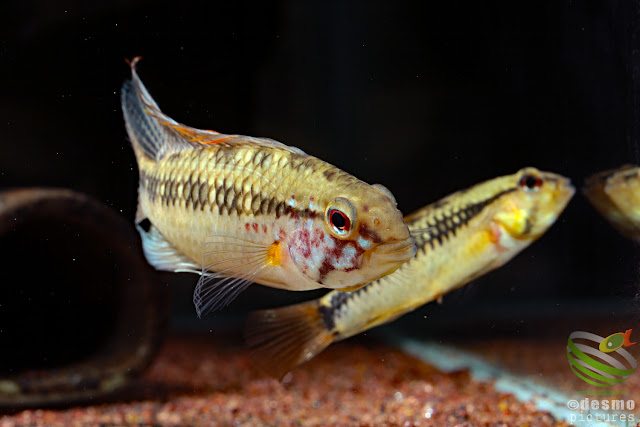 Apistogramma sp. cuiari