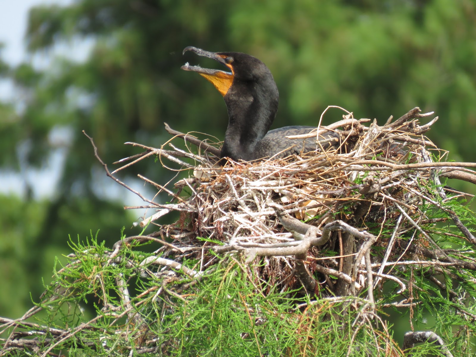 Bird & Travel Photos, Birding Sites, Bird Information DOUBLECRESTED