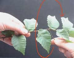 Membentuk Pohon Bonsai Menggunakan Kawat