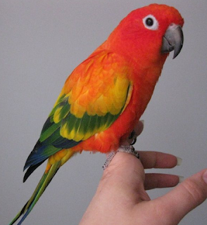 The Best Worst Things about Having a Parrot