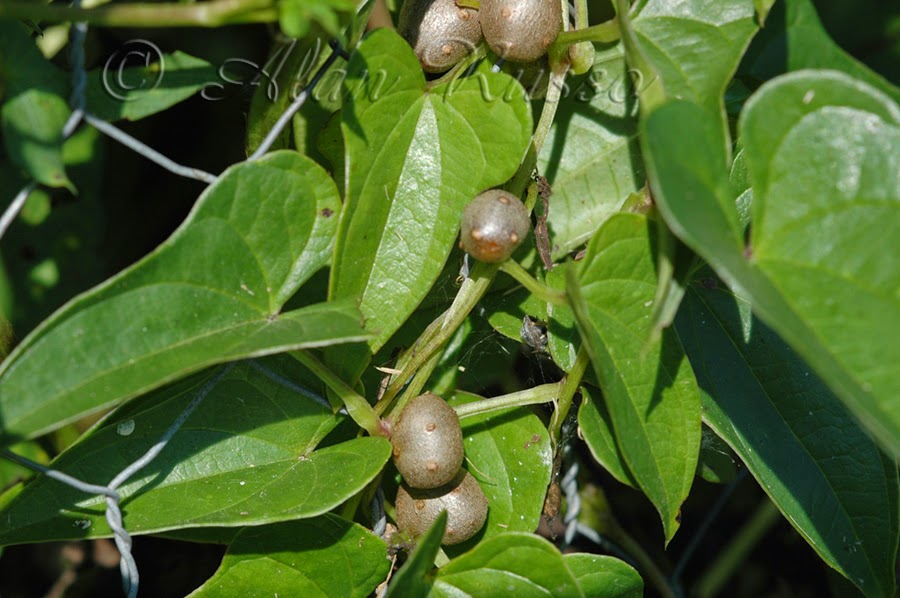 Ethnobotanical Pursuits Cinnamon Vine