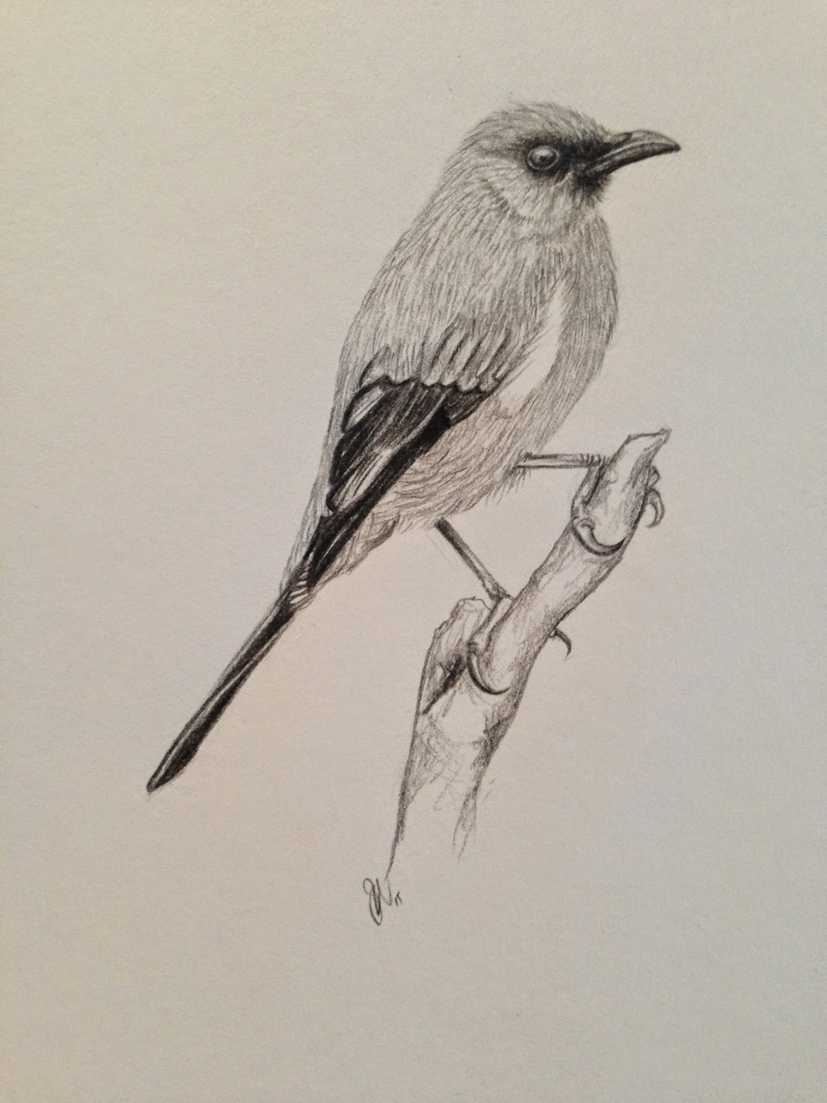 Celia Wevers Artist: Korimako NZ Native Bellbird