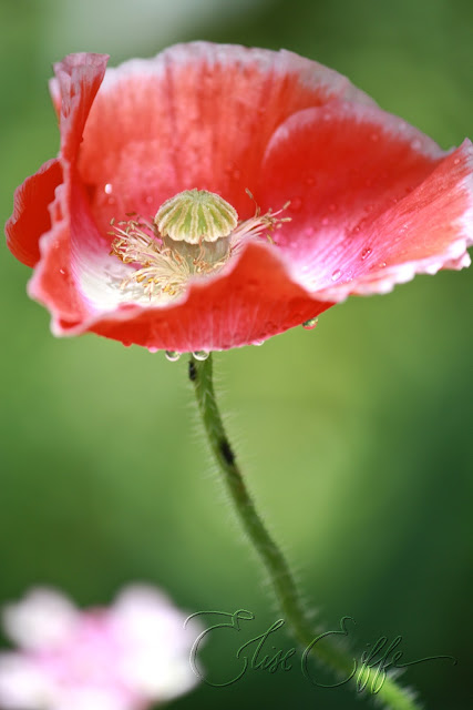 Poppies Red Poppy Stem - Spring Flower