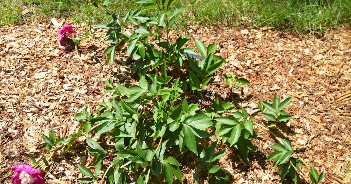 Southern Peony 2020 How to Make a Peony Support Ring from a Tomato Cage