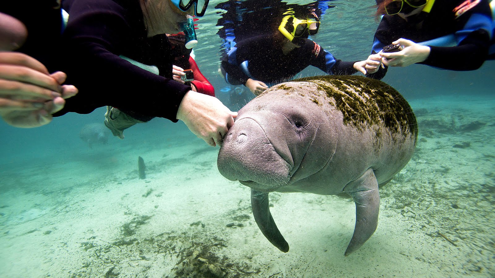 Why Is The Florida Manatee Endangered - Danger Choices