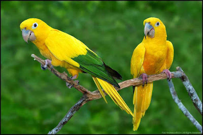  new hd 2016Parrot Live Wallpaper photo,free download 47