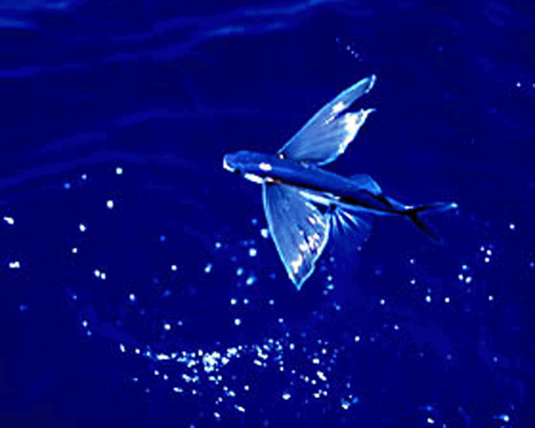 Крылья летучей рыбы. Японская летучая рыба Дальневосточный длиннокрыл. Рыба летяга. Четырехкрылая летучая рыба. Двукрылые рыбы.