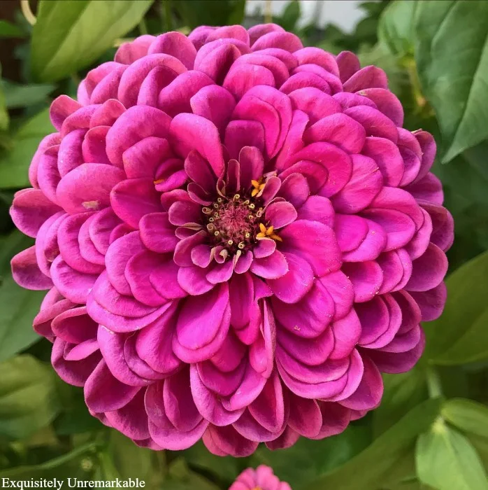 Zinnia Flower