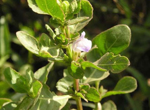 Hygrophila erecta 