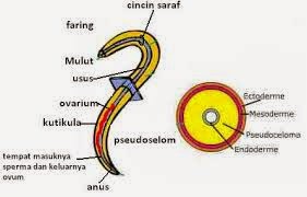 Contoh dan peranan nemathelminthes. Giardia oocyst.