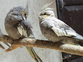 Jual burung Falk atau cockatiel