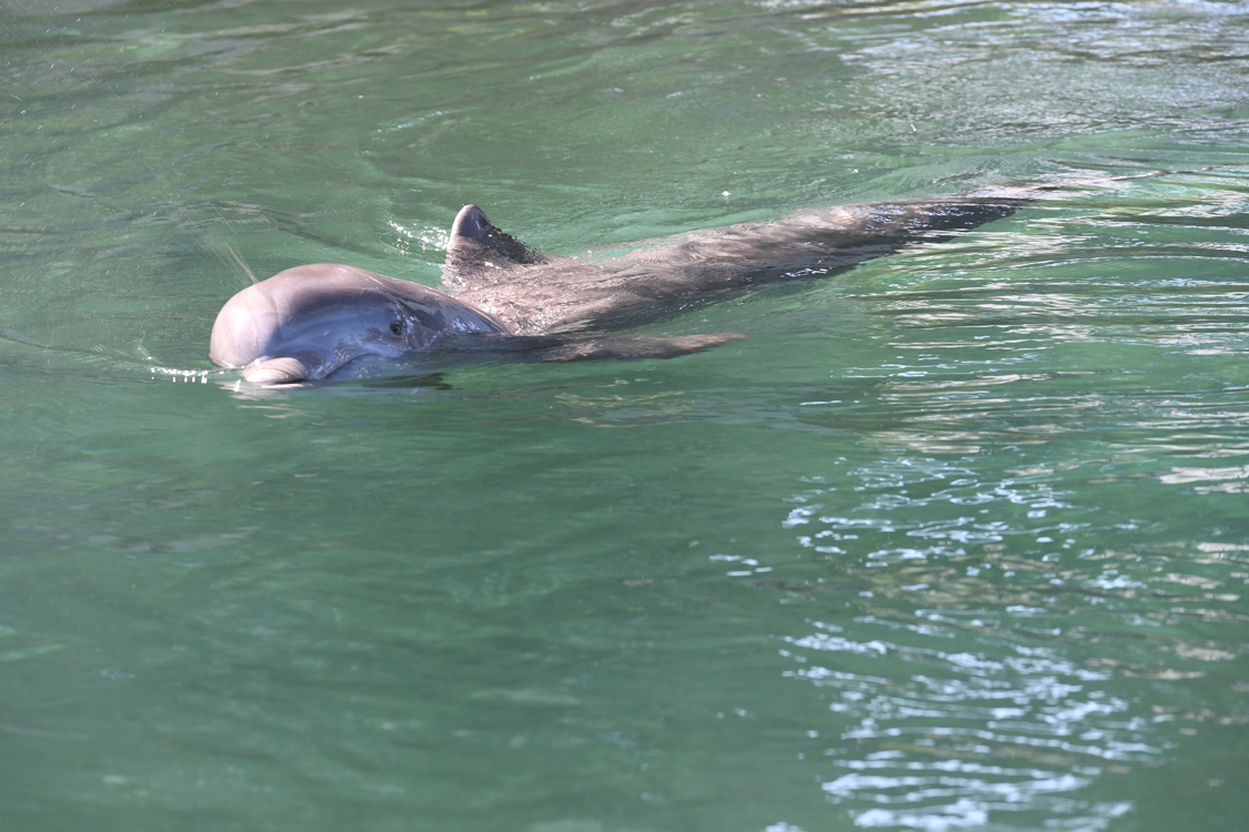Oahu Photos Dolphins at Kahala Resort