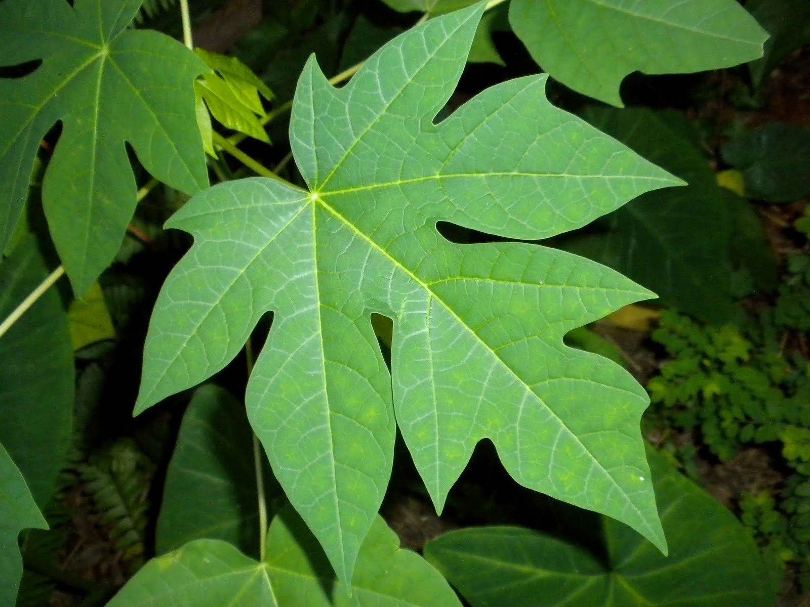 Mountain Papaya Seeds (Carica Pubescens) Pacchetto Di 4 Semi - Palm Beach Seed Company - Italia - Foto 8