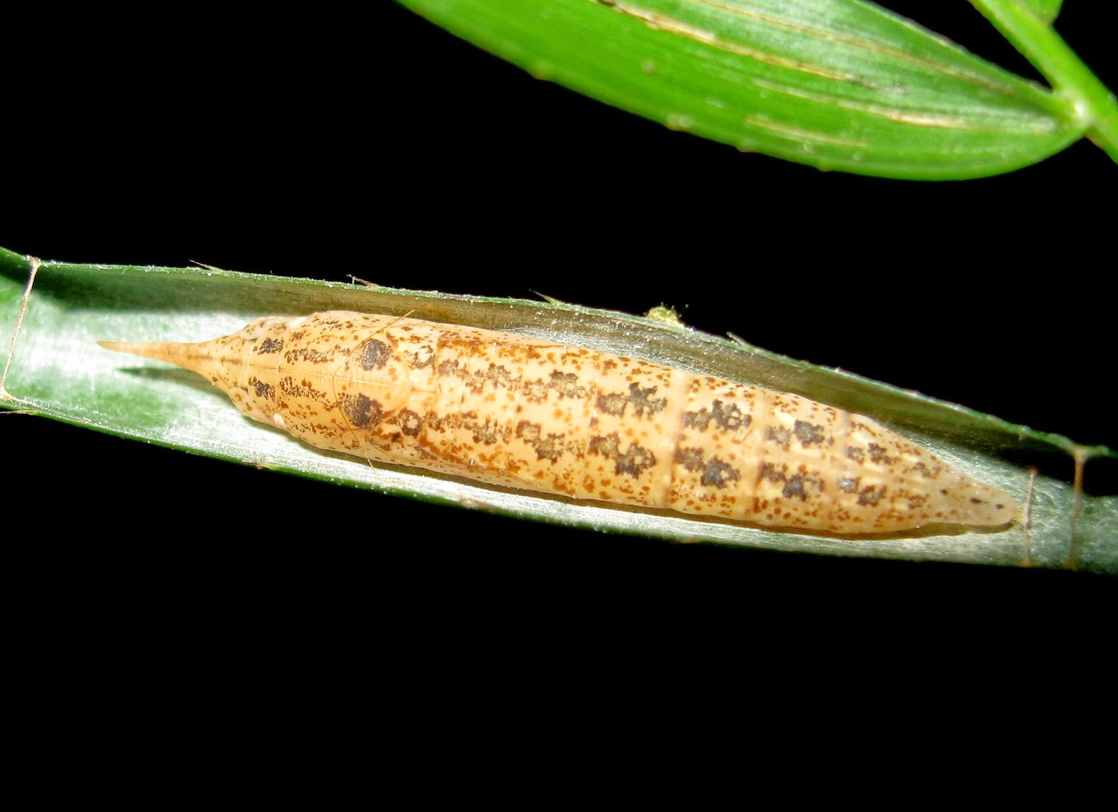 Nature Of Srilanka: Tree Flitter (Hyarotis adrastus adrastus) - රුක්සැරියා