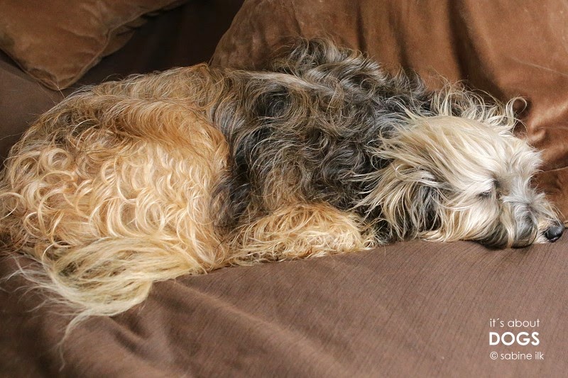 Bin ich ein typischer (Langhaar) Hundehalter?! ABOUT DOGS AND CHIRU