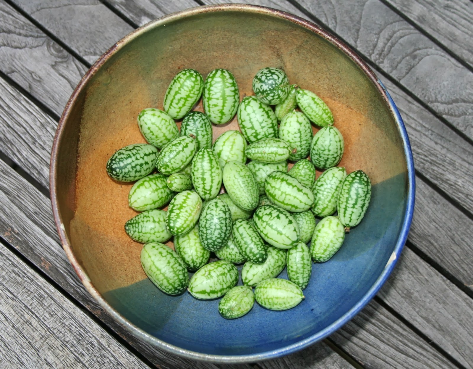 Hexe im Hollerbusch Ziemlich kleine Gurken