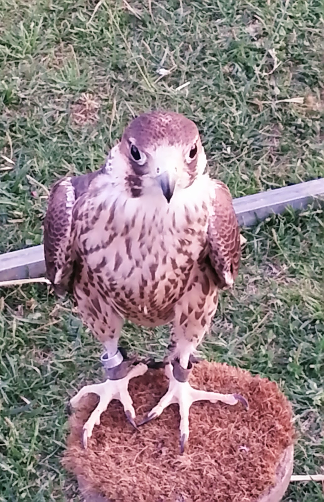 E um dia tudo mudou... II Feira Medieval da Quinta do Conde