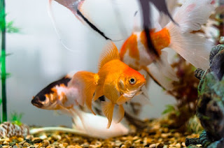 bisnis ikan hias usaha ikan hias, bisnis ikan hias, ikan hias, cara usaha ikan hias, cara bisnis ikan hias, bisnis ikan