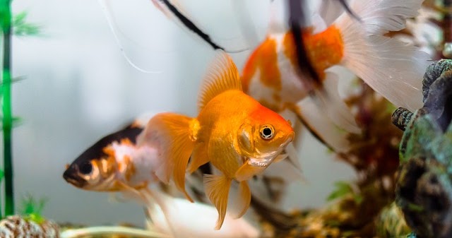 Cara Membuka Usaha Bisnis Ikan Hias Yang Cepat Berhasil