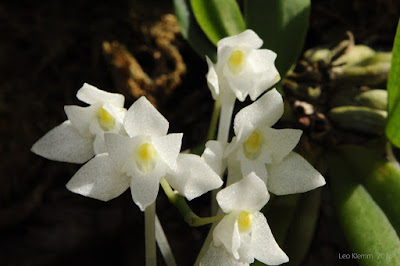 Mystacidium braybonae orchid plant care and culture