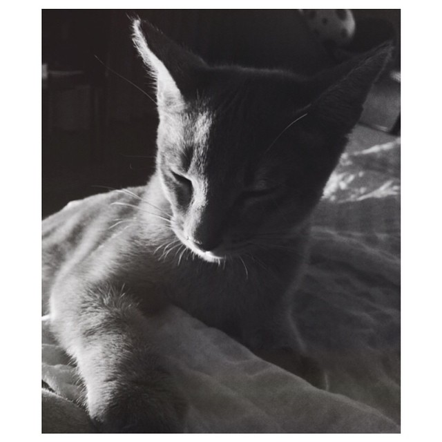 지드래곤이 키우는 고양이 '아이' | 인스티즈