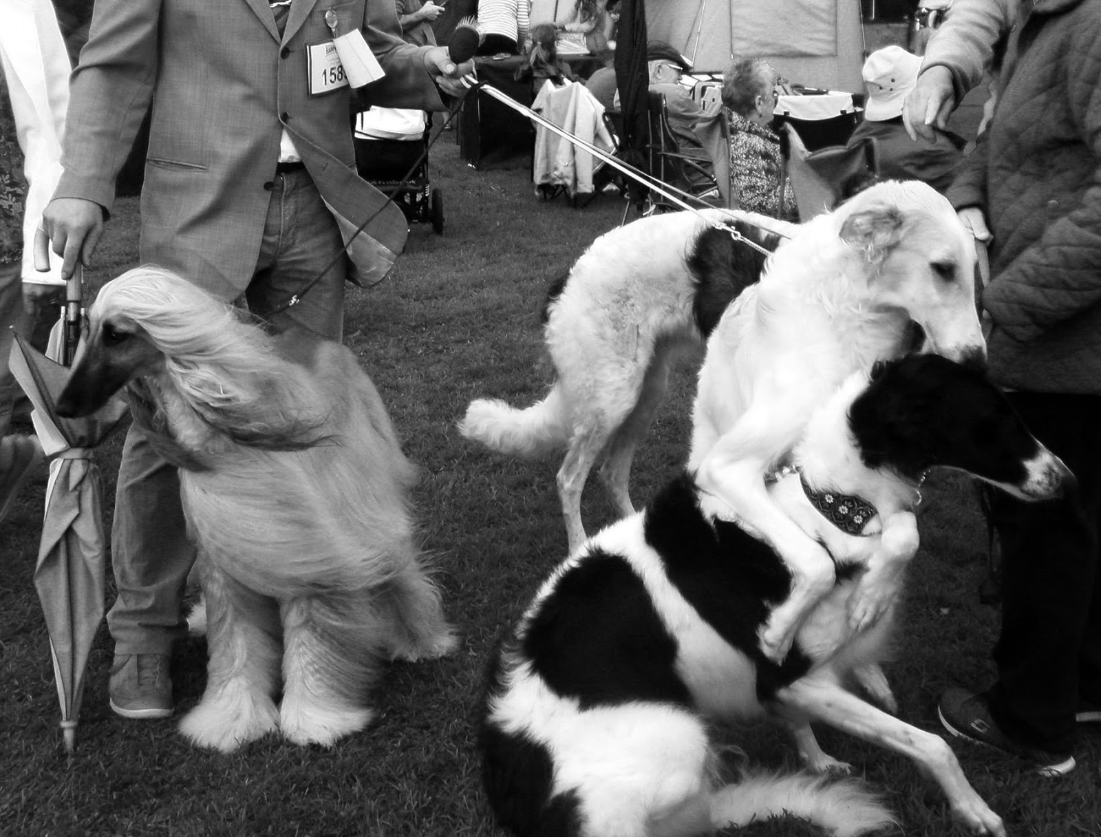 The InBetween Limerick Dog Show, 2015