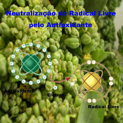 Neutralização dos Radicais Livres pelos alimentos antioxidantes, como o brócolis.
