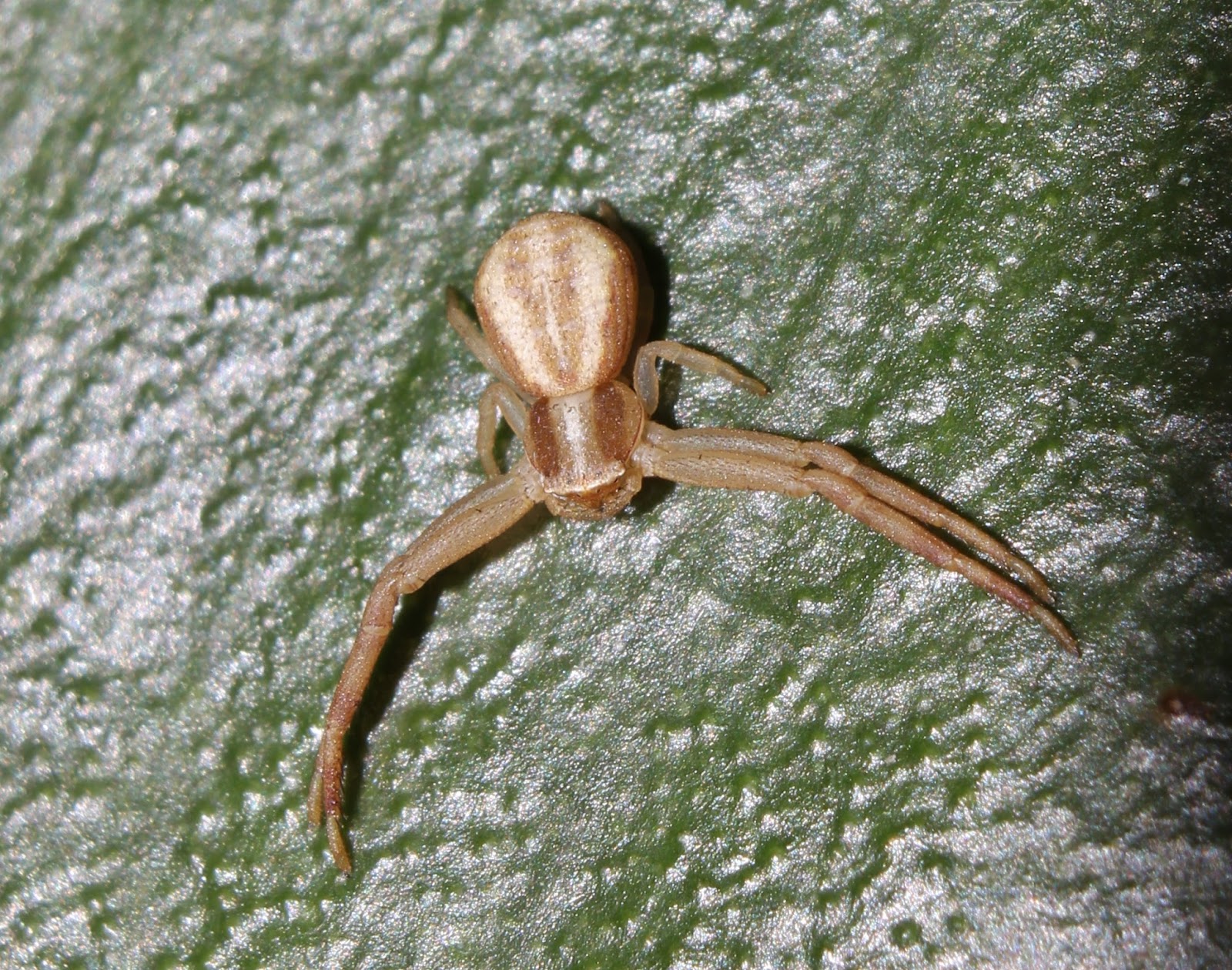 Biodiversity of Cyprus by NGO Protection of the Natural Heritage and