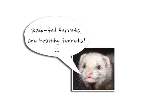 holistic ferret