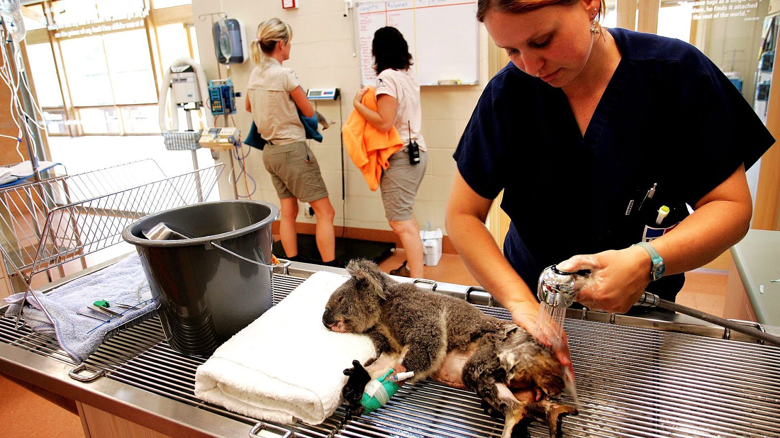 Schooling For Veterinary Assistant Assist Choices