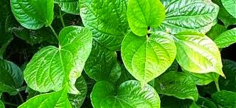 Obat Tradisional Mata Obat Tradisional Mata