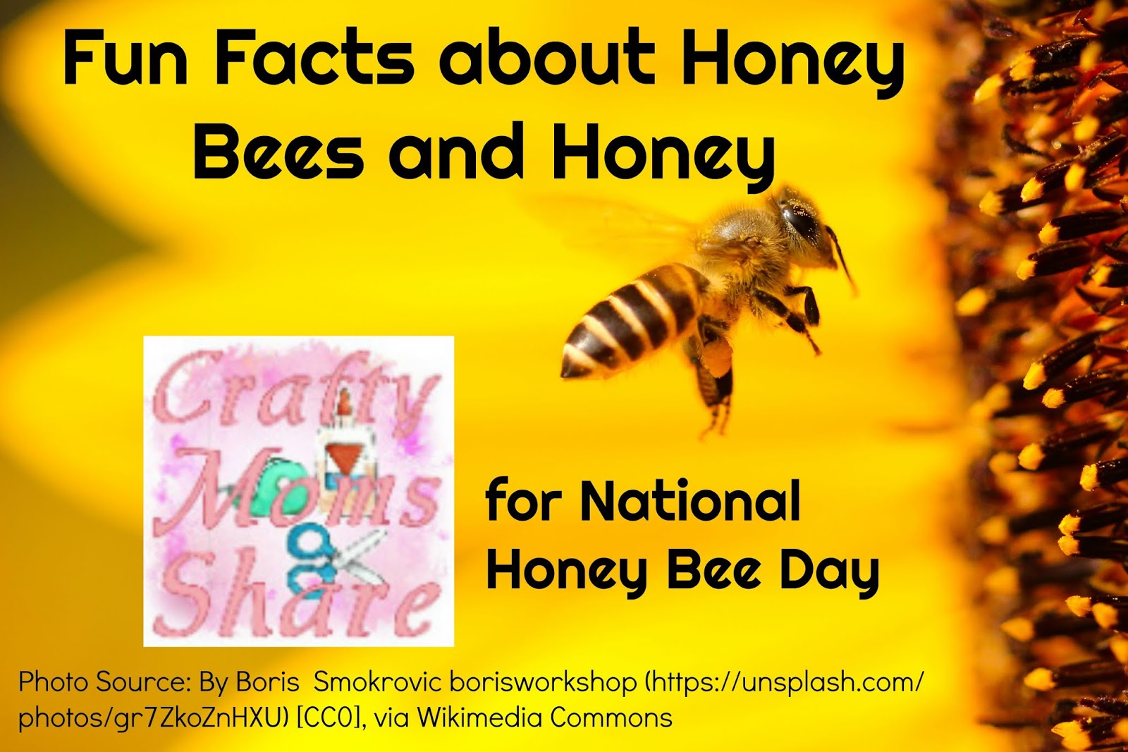 Bee Information for Kids: Bumblebee & Honey Bee Facts