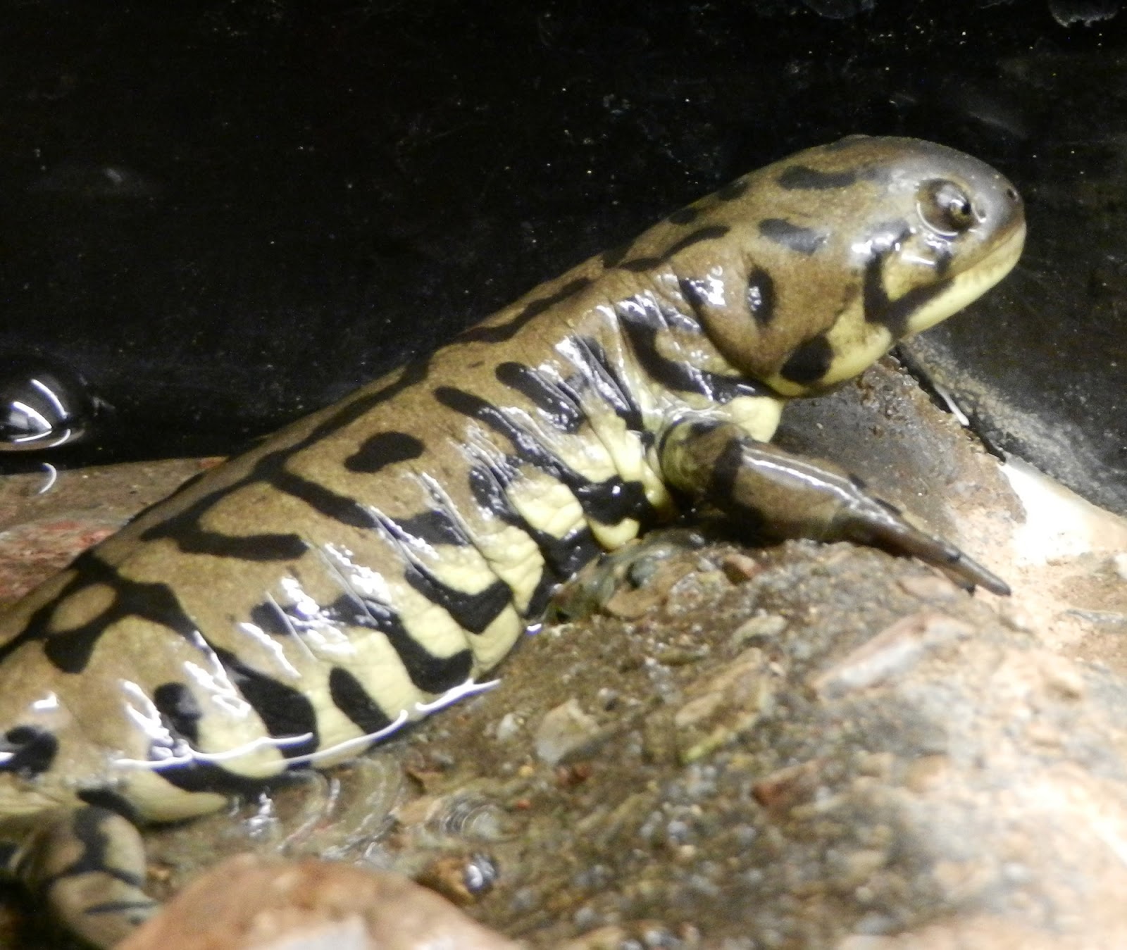 Squirrel's View: Arizona-Sonora Desert Museum