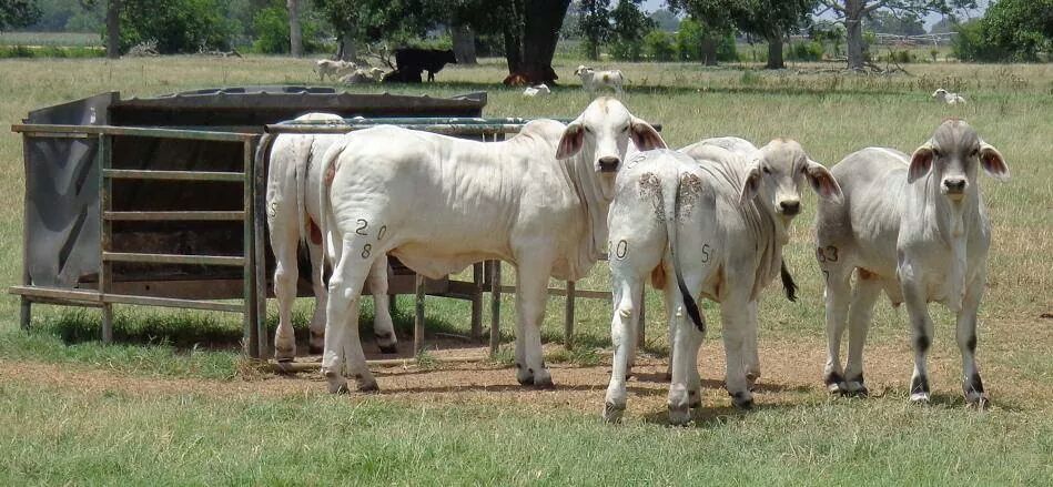 Ranchos ganaderos en mexico