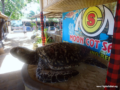 Turtle Farm Bali Indonesia 1