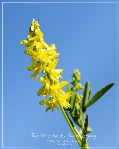Yellow Sweet-Clover. Copyright © Shelley Banks, all rights reserved. Yellow Sweet-Clover. Copyright © Shelley Banks, all rights reserved.