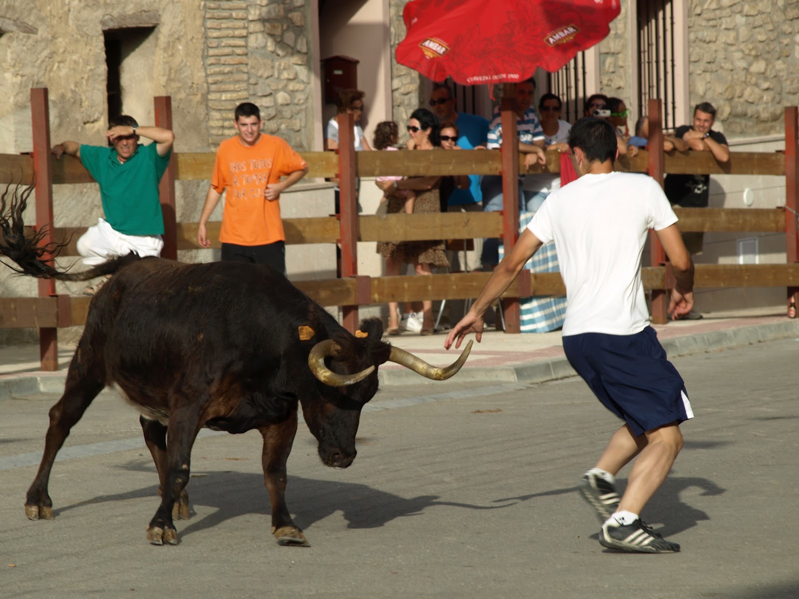 CASTEJÓN DE VALDEJASA VACAS EN FIESTAS DE CASTEJON DE VALDEJASA 2012