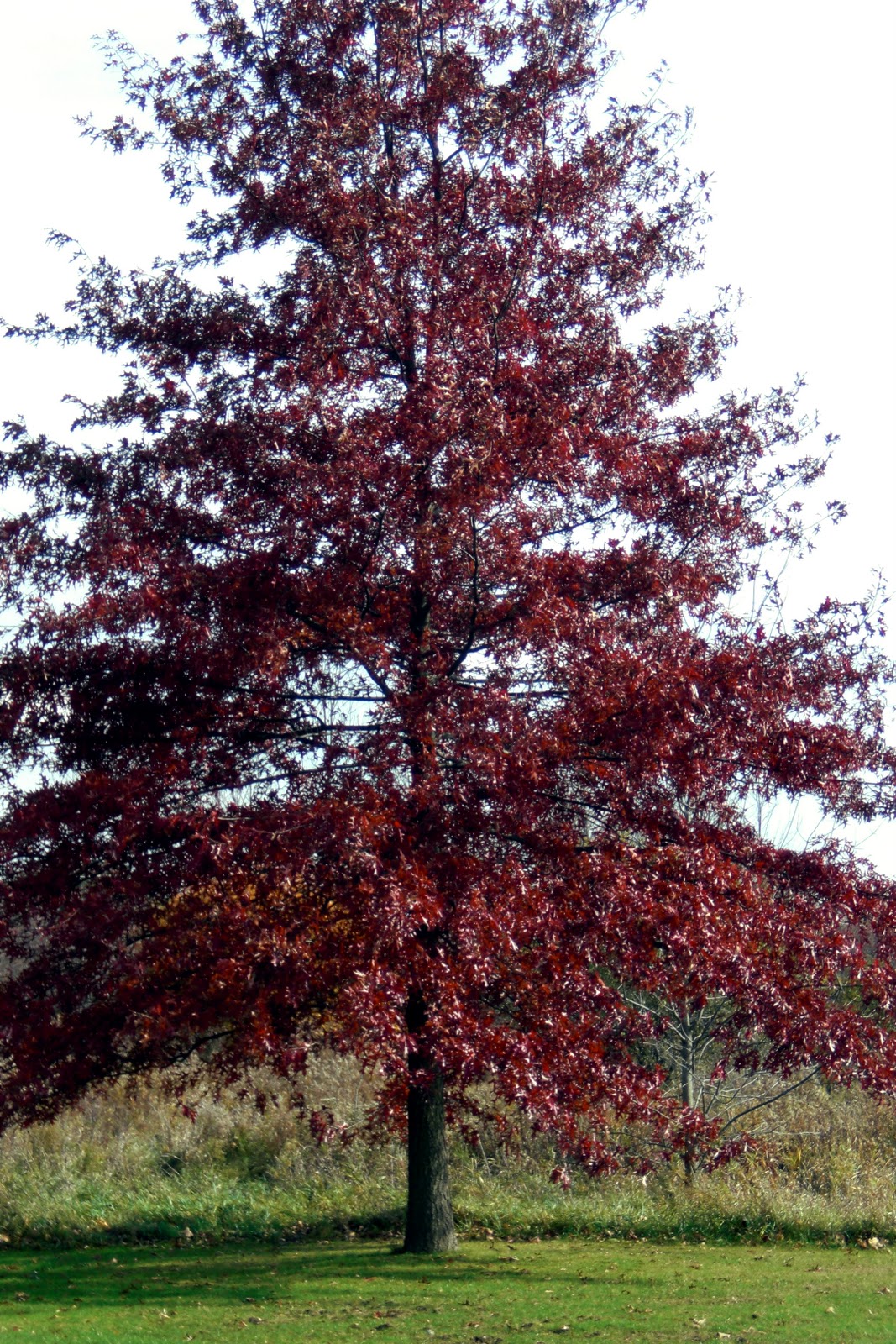 The Violet Fern Going Native Pin Oak
